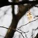 One of the last leaves to fall on a tree in Ypsilanti on Wednesday. Landscaper Mitch Poole says they wait for the majority of the leaves to fall before removing them. Daniel Brenner I AnnArbor.com